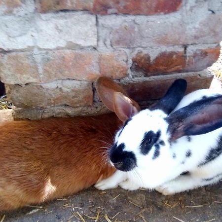 Jurtafarm Rackeve - A Nomad Luxus Hotel Bagian luar foto