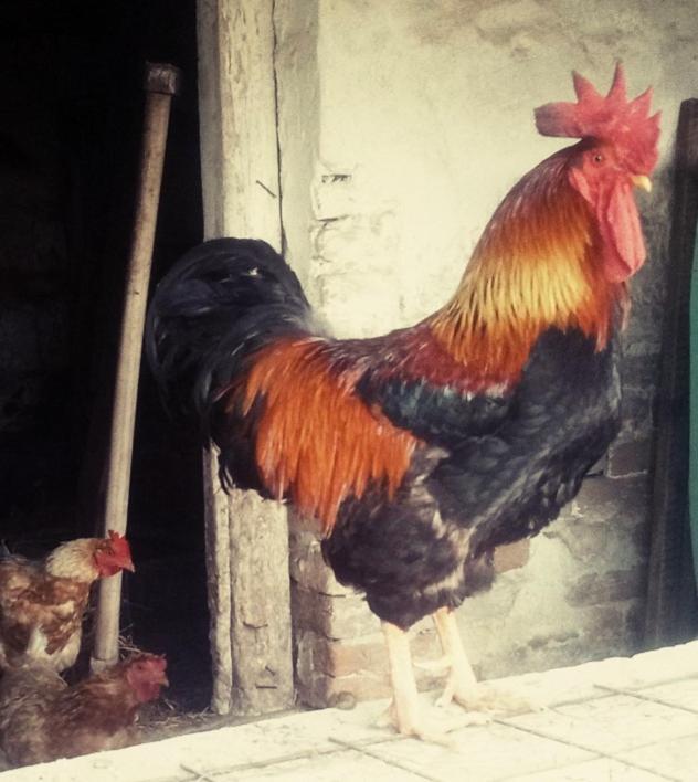 Jurtafarm Rackeve - A Nomad Luxus Hotel Bagian luar foto