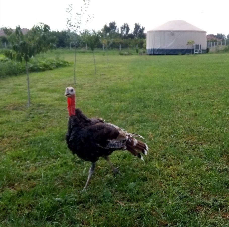 Jurtafarm Rackeve - A Nomad Luxus Hotel Bagian luar foto